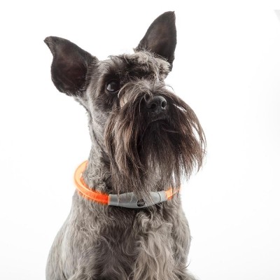 COLLAR LED MASCOTAS PETLUX INNOVAGOODS